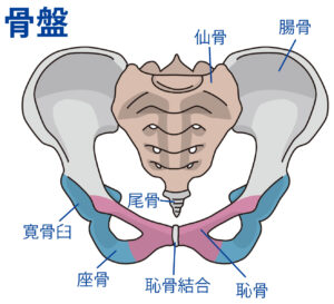 仙骨