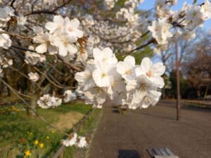 武蔵野公園