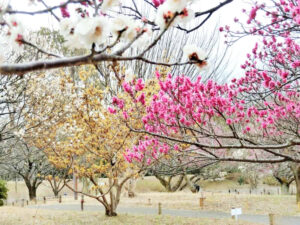 昭和記念公園