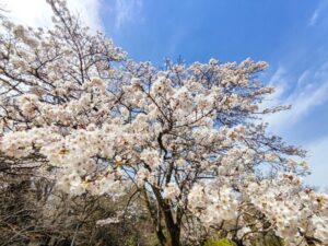 滝山公園