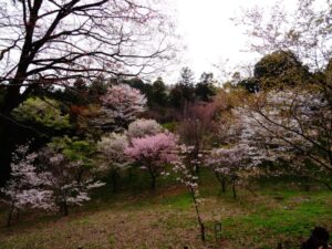 多摩森林科学園