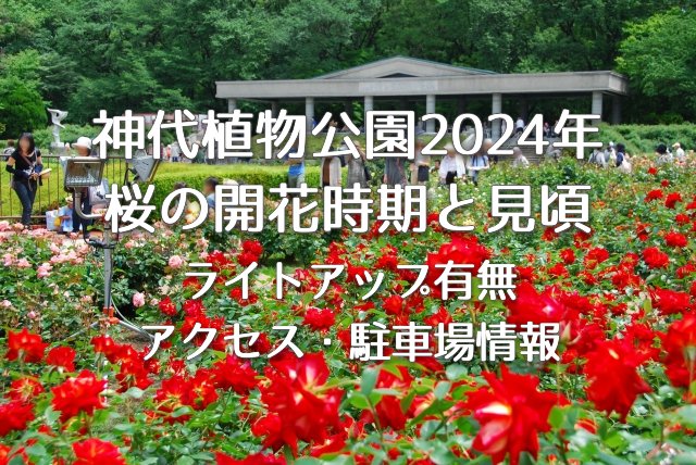 神代植物公園 2024年の桜の開花時期と見頃・ライイトアップはある？アクセス方法や駐車場情報も！