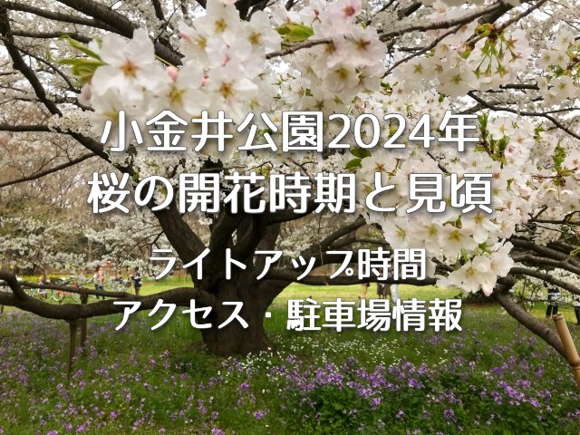 小金井公園2024年の桜の開花時期と見頃は？ライトアップ時間やアクセス方法・駐車場情報も！