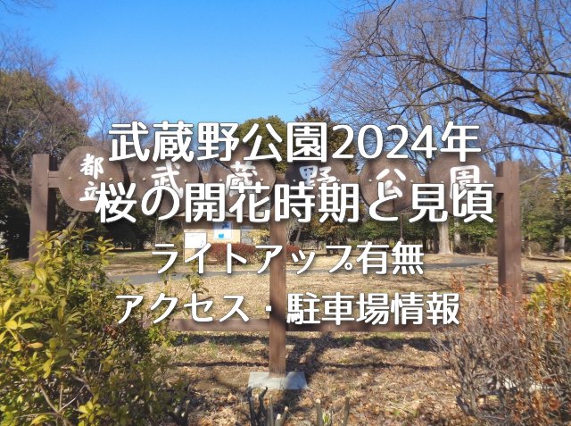 武蔵野公園 2024年の桜の開花時期と見頃・ライイトアップはある？アクセス方法や駐車場情報も！