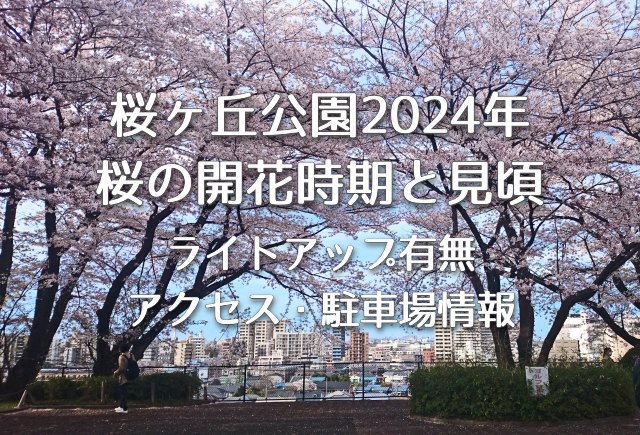 桜ヶ丘公園 2024年の桜の開花時期と見頃・ライイトアップはある？アクセス方法や駐車場情報も！