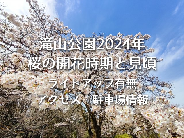 滝山公園 2024年の桜の開花時期と見頃・ライイトアップはある？アクセス方法や駐車場情報も！