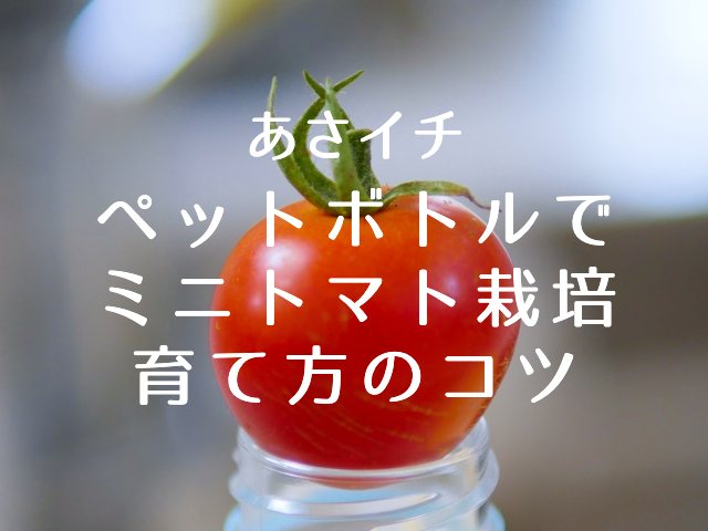 あさイチ【ペットボトルでミニトマト栽培＆育て方のコツ！超簡単な深町流】