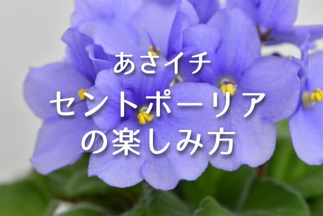 あさイチ【セントポーリアの楽しみ方！長く咲かせるコツ・増やす方法】