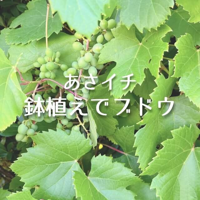 あさイチ【鉢植えブドウ！】